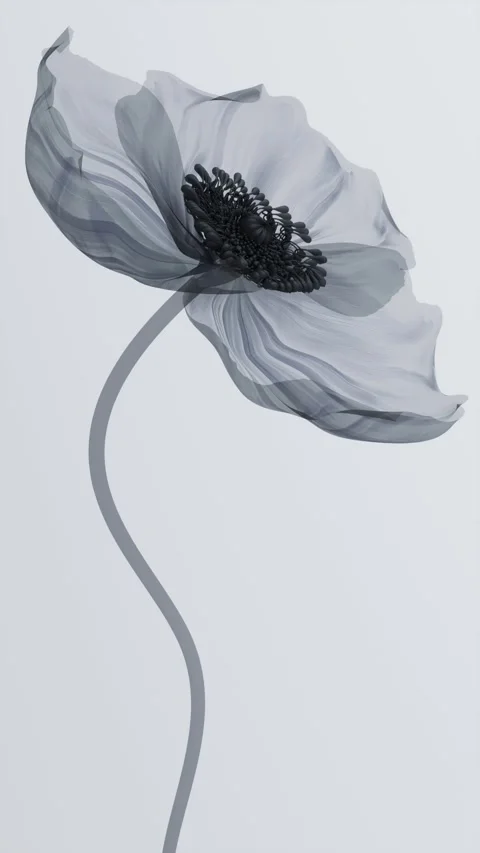 Translucent black and white poppy flower with petals swaying in the wind in.. Видео 337885753