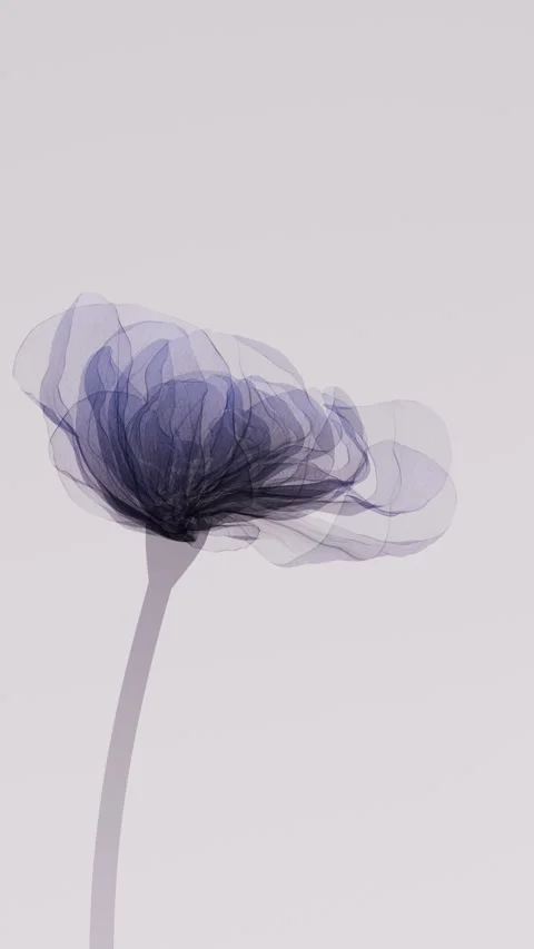 Translucent blue xray style flower closing and opening with camera zoom int.. Stock Footage 336087044