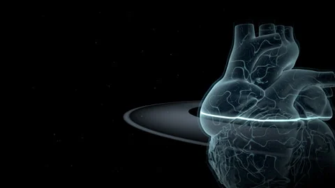 Translucent Cardiovascular Model, 4K ProRes Stock Footage 336363212