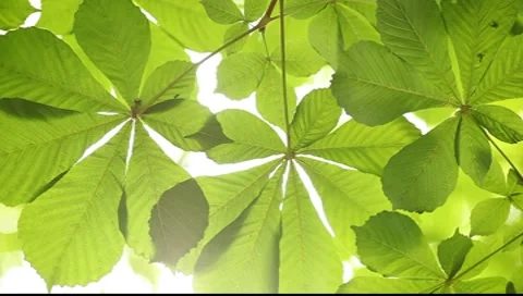Translucent chestnut leaves on the shining background Vídeo Stock 7539399