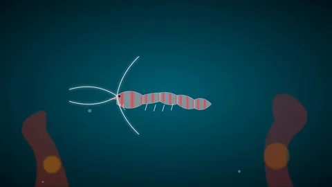 Translucent Cleaner Shrimp Motion Graphic with Stylized Coral Reef Background Видео 346202174