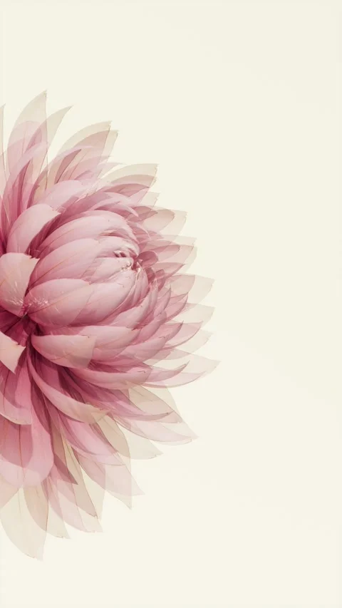 Translucent Delicate Pink Flower Smoothly Blooming in X-ray Style on Light .. Stock Footage 339074873