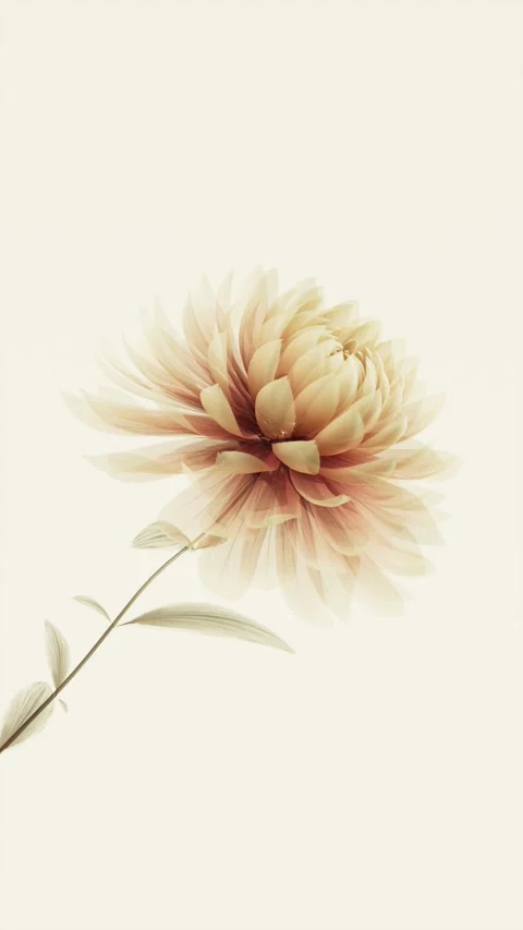 Translucent Delicate Yellow Chrysanthemum Smoothly Blooming in X-ray Style .. Vídeo Stock 339285880