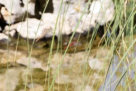 Translucent dragonfly in flight over pond with aquatic plants, serenity con.. Stock Photos