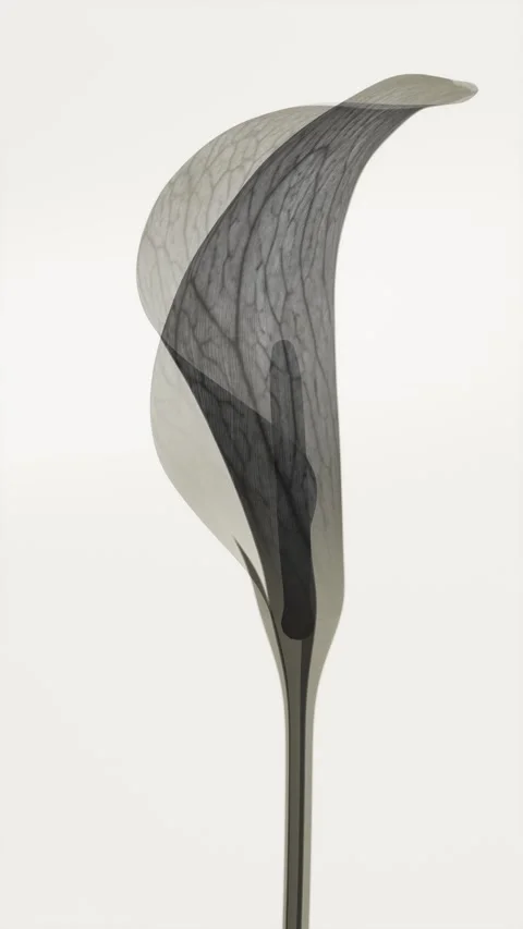 Translucent Elegant Calla Lily Smoothly Blooming in X-ray Style, Minimalist.. 库存影片 339074880