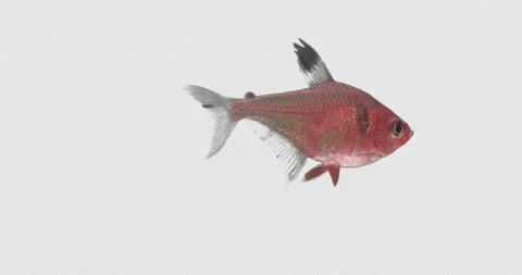 Translucent fish 스톡 동영상 169691621