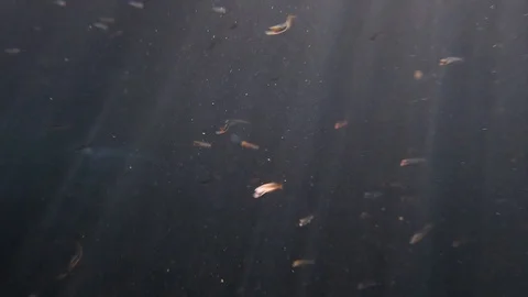 Translucent fish slowmo 4K UHD Stock Footage 128311210