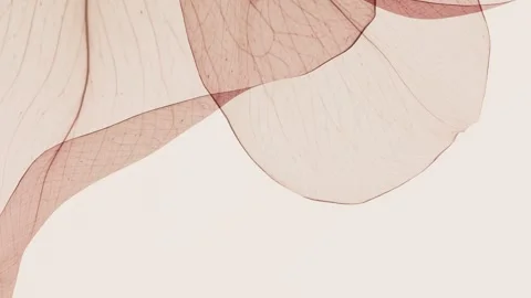 Translucent Flower Petals Closeup Flowing in Wind in X-ray Style, Digital N.. Stock Footage 339074748