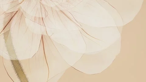 Translucent flower petals gently swaying and then scattering chaotically in.. Stock Footage 336087539