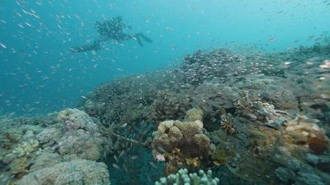 Translucent Glassfish Group in Coral Branches Video stock 333573769