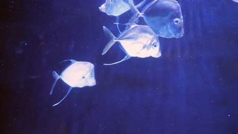 Translucent Glowing Fish in Large Aquari... | Stock Video | Pond5