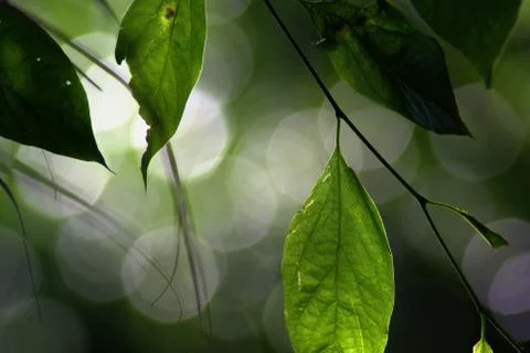 Translucent green leaf in the sun Stock Photos