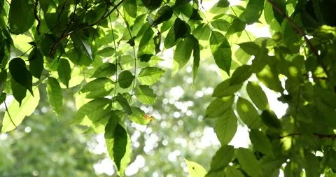 Translucent Green Leaves In Sunlight 4K Stock Footage 341859534