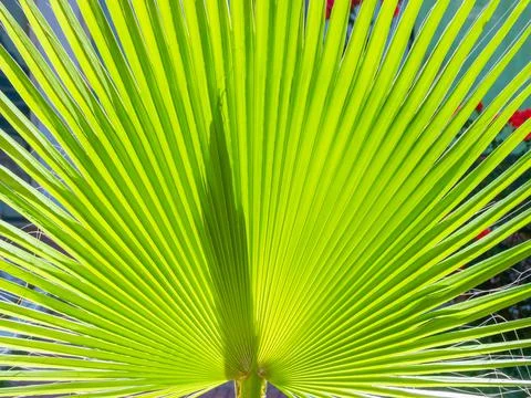 Translucent green palm leaf in the backlight of the sun Stock Photos