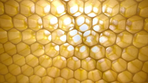 Translucent honeycomb illuminated by warm sunlight. Golden sun rays shine throug Stock Footage 337674862