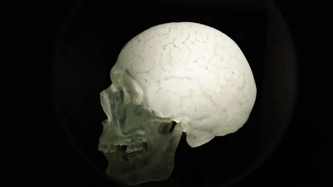 Translucent human skull model illuminated in darkness highlighting biological st Stock Footage 320451307