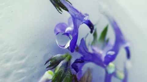 Translucent ink glitter water flower shimmer oil Stock Footage 285338683