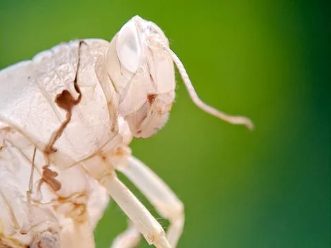 Translucent insect exoskeleton after molting, showing the empty head and le.. Stock Photos