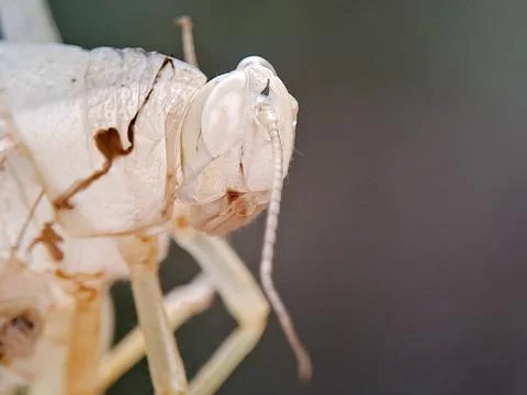 Translucent insect exoskeleton after molting, showing the empty head and le.. Stock Photos