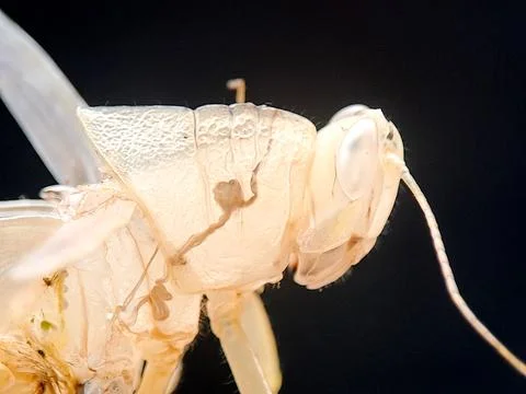 Translucent insect exoskeleton after molting, showing the empty head and le.. Stock Photos