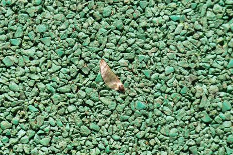 Translucent insect wing rests on rubber playground surfacing, capturing a fra Stock Photos