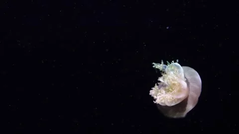 A translucent jellyfish with delicate white frills swimming gracefully thro.. Stock Footage 339513134