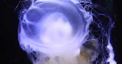 Translucent jellyfish drifting in dark water with trailing tentacles Stock Footage 319795538