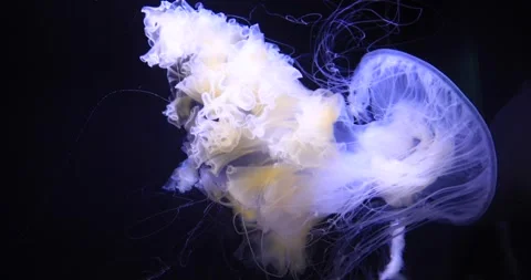 Translucent jellyfish drifting in dark water with trailing tentacles Stock Footage 319795637