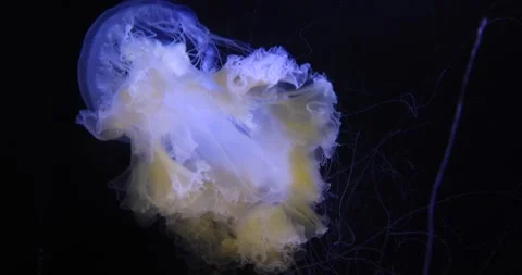 Translucent jellyfish drifting in dark water with trailing tentacles Stock Footage 319795641