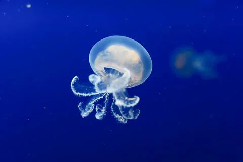 Translucent Jellyfish Floating in Deep Blue Water Stock Photos