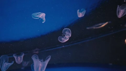 Translucent Jellyfish Floating in Deep Electric Blue Water Stock Footage 320013945