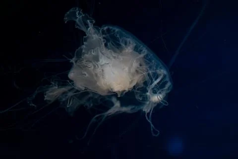 Translucent jellyfish floating gracefully in deep ocean water, showcasing d.. Stock Photos