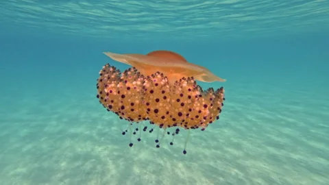 Translucent Jellyfish Floating in Serene Waters 库存影片 319908992