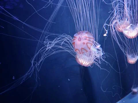 Translucent jellyfish with flowing tentacles and warm orange patterns drift.. Foto stock