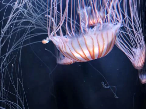 Translucent jellyfish with flowing tentacles and warm orange patterns drift.. Foto stock