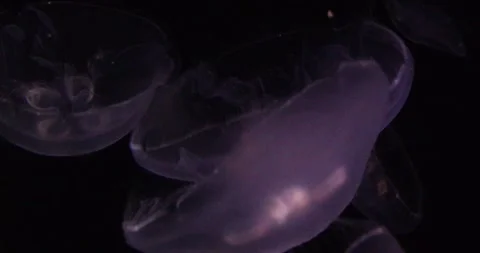 Translucent jellyfish glowing purple in dark water Stock Footage 320020735