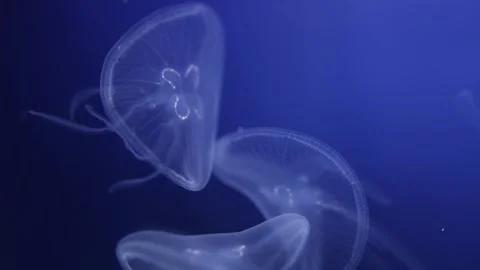 Translucent jellyfish gracefully float in deep blue water, with intricate intern Stock Footage 291843031