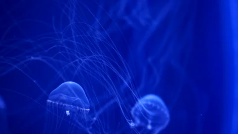 Translucent jellyfish long tentacles beautiful floating in deep blue water .. Stock Footage 247126724