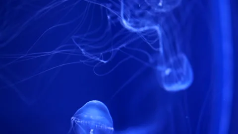 Translucent jellyfish long tentacles beautiful floating in deep blue water .. Stock Footage 247126725