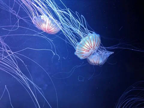 A translucent jellyfish with long trailing tentacles floats against a deep .. Stock Photos