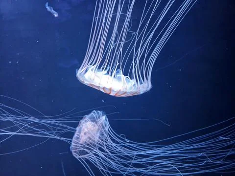 A translucent jellyfish with long trailing tentacles floats against a deep .. Stock-Fotos