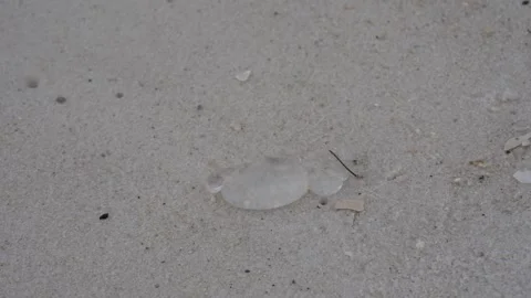 Translucent jellyfish remains stranded on a white sand beach, macro view Stock Footage 345689622