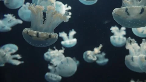 Translucent Jellyfish (Rhizostomae) Floating Gracefully in Dark Waters  Video stock 302544558