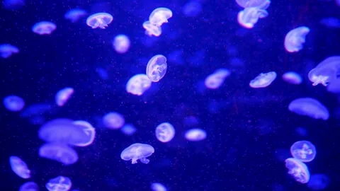 Translucent jellyfish swimming in deep blue water of aquarium Video stock 332278335
