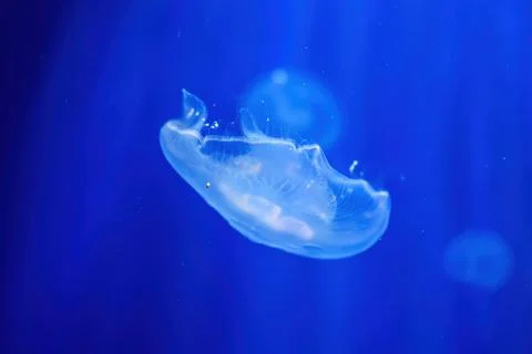 Translucent jellyfish swimming gracefully in deep blue water, with glowing .. Stock Photos