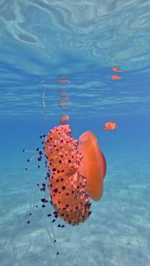 Translucent Jellyfishes Floating in Serene Waters 库存影片 319909495