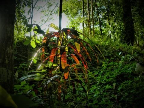Translucent jungle plant Фото