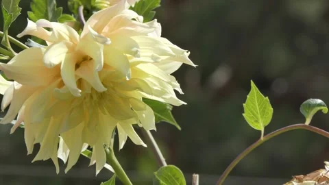 A translucent leaf and a dahlia flower swing from the wind on a sunny day. 스톡 동영상 248220325