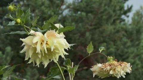 A translucent leaf and a dahlia flower swing from the wind on a sunny day. Stock-Footage 248297223
