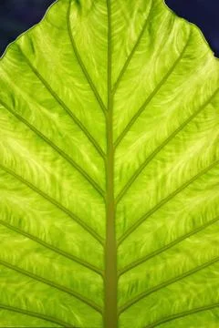 A translucent leaf lit from behind by sunlight Stock Photos